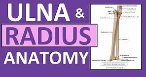 Radius and Ulna Anatomy and Physiology: Forearm Bones