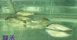 龍丞珍怪魚館 - 淡水金色石首魚（售完） 入荷尺寸：17cm 最大體型 100cm