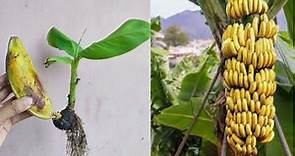 How to grow a banana tree from a banana