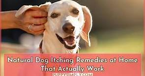 Dog Itching Remedies: 10 Natural Solutions to Soothe Your Pup's Skin