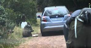 Cape Point baboon opening car door and hijacks pizza!!! ITV's 'Baboons with Bill Bailey'