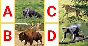 A to Z Wild Animals | A to Z Wild Animals with video & pictures | Wild Animals with pronunciation |