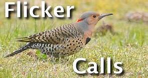 Northern Flicker Calls Explained (4 Sounds & What They Tell You)