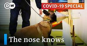 Using dogs to sniff out the coronavirus | COVID-19 Special