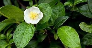 Descubre todos los secretos de la Camellia Sinensis, la planta del té - Jardinatis