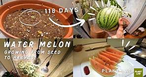 在房間裡種出紅肉小玉西瓜？ | 118天紅肉小玉西瓜室內養成 | How to Grow a water melon indoor ? in 118 Days