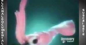 Documental 12 "Un combate muy frío - Cachalote vs Calamar gigante" La Sexta