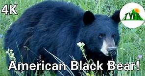 The American Black Bear: Everything You Need To Know! (Short Wildlife Film) ~ 4k