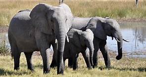 Avorio: il mercato nero e la salvaguardia degli elefanti | Il Bo Live UniPD