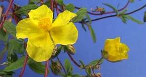 Bach Flower Remedies - Rock Rose