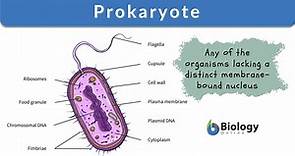 Prokaryote - Definition and Examples - Biology Online Dictionary