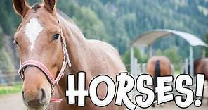 Horses! Learn about Horses for Children