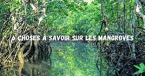 6 infos à savoir sur les mangroves !!