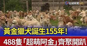 黃金獵犬誕生155年！ 488隻「超萌阿金」齊聚開趴