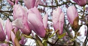 Les magnolias