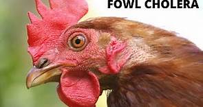 Fowl Cholera. Signs, Prevention and Treatment.