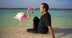 The Mystery of the Pink Flamingo Tráiler