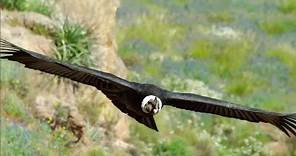 The majestic Andean Condor, the largest flying bird