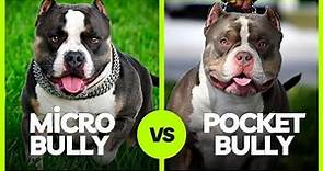 Micro Bully vs Pocket Bully: What’s The Difference