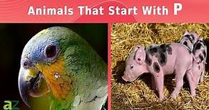 Animals That Start With The Letter P: Listed With Facts