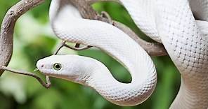 Discover 12 White Snakes