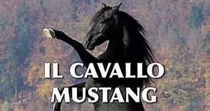 Club Cavallo Italia Presenta il Cavallo Mustang