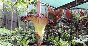 Corpse Flower: Facts About the Smelly Plant