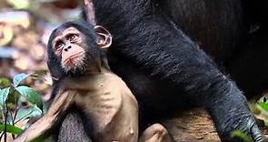 Chimpancés: Familia Extendida - Disneynature