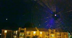 Timelapse Of Spider Spinning Web