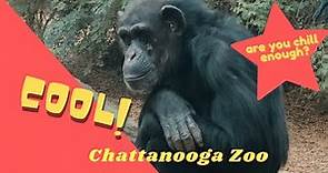 Chattanooga Zoo || Warner Park | Chimps | Meerkats | Snow Leopards