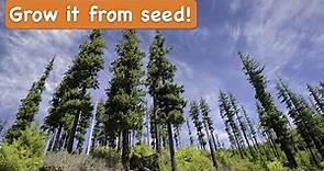 How to Grow a Douglas Fir Tree from Seed [Christmas Trees from Seed]