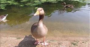 An Afternoon at St James's Park London (Birds and Waterfowl)