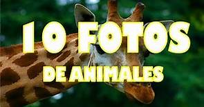 10 FOTOS FASCINANTES DE ANIMALES