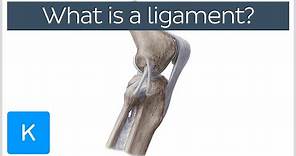 What Is a Ligament? Definition and Overview - Human Anatomy | Kenhub