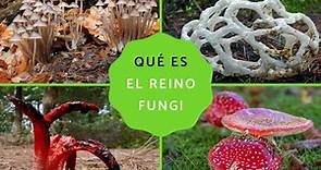Reino Fungi: qué es, características, clasificación y ejemplos - ¡Resumen!