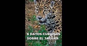 Conoce al Jaguar - 6 datos curiosos sobre la Panthera onca