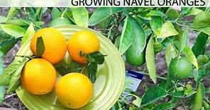 Growing The Best Oranges - Washington Navel Orange