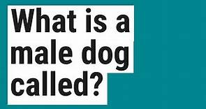 What is a male dog called?