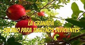 La Granada un cultivo para terrenos deficientes