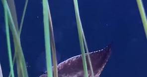 Shedd Aquarium - Look at these juvenile round batfish that...