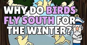Why Do Birds Fly South for the Winter? | Why Birds Migrate