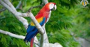 Conservation of the Scarlett macaw | Loro Parque Fundación