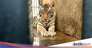 7 Daftar Hewan Langka di Indonesia yang Terancam Punah