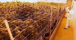 Marijuana plants mature at Grow Ohio