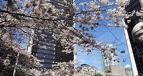 Vancouver EVENT: 2019 CHERRY BLOSSOM FESTIVAL Opening Day Cherry Jam Concert, Burrard Station Apr. 4