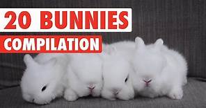 20 Funny Bunnies Pet Video Compilation 2016