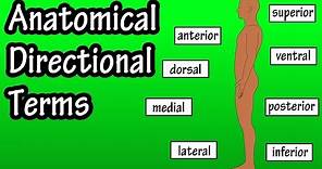 Anatomical Position And Directional Terms - Anatomical Terms - Directional Terms Anatomy