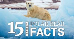 15 Polar Bear Facts