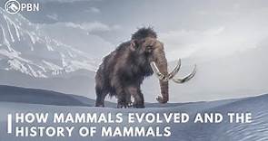 How Mammals Evolved | History Of Mammals | PBN