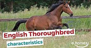 English Thoroughbred | characteristics, origin & disciplines